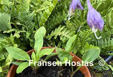 Hosta Emerald Mine